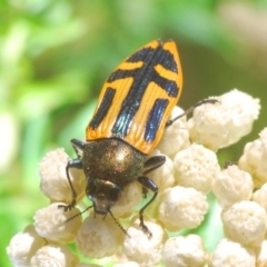 Castiarina costata (Jewel Beetle) at Deua River Valley, NSW - 11 Nov 2019 by Harrisi