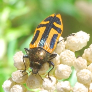 Castiarina costata at Deua River Valley, NSW - 11 Nov 2019