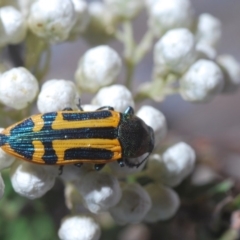 Castiarina costata at Deua River Valley, NSW - 11 Nov 2019 09:43 PM