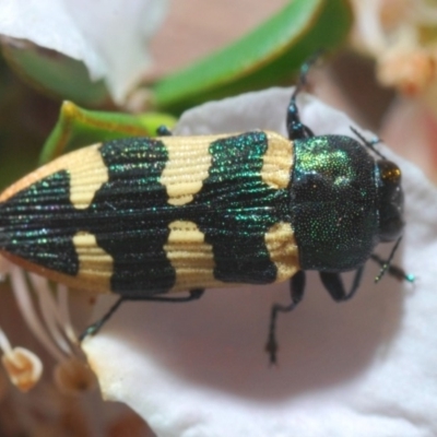 Castiarina interstitialis (A jewel beetle) at Yambulla, NSW - 11 Nov 2019 by Harrisi