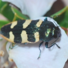 Castiarina interstitialis at Yambulla, NSW - 11 Nov 2019 09:18 PM