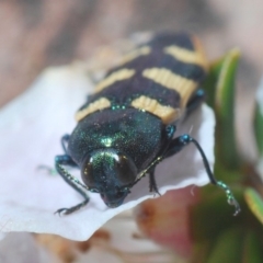 Castiarina interstitialis at Yambulla, NSW - 11 Nov 2019