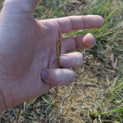 Bothriochloa macra (Red Grass, Red-leg Grass) at Higgins Woodland - 12 Nov 2019 by MattM