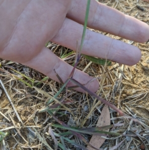 Bothriochloa macra at Higgins, ACT - 12 Nov 2019 05:32 PM