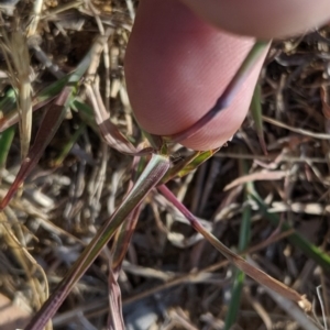 Bothriochloa macra at Higgins, ACT - 12 Nov 2019 05:32 PM