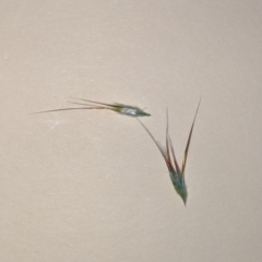 Rytidosperma (genus) (Wallaby Grass) at Higgins, ACT - 12 Nov 2019 by MattM