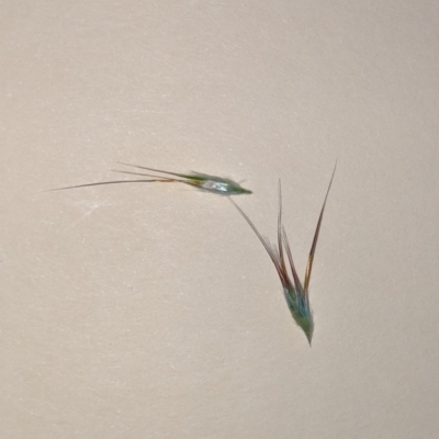 Rytidosperma (genus) (Wallaby Grass) at Higgins, ACT - 12 Nov 2019 by MattM