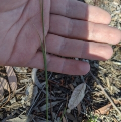 Rytidosperma sp. at Higgins, ACT - 12 Nov 2019 06:23 PM