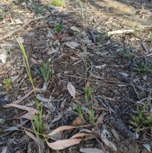 Rytidosperma sp. at Higgins, ACT - 12 Nov 2019 06:23 PM