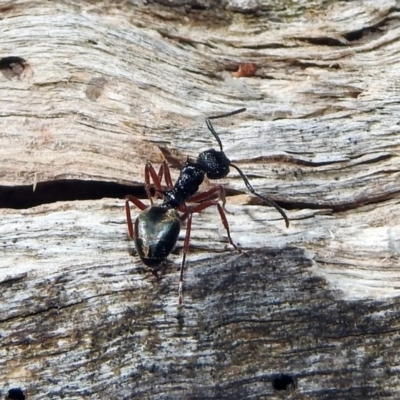 Dolichoderus doriae (Dolly ant) at Tidbinbilla Nature Reserve - 11 Nov 2019 by RodDeb