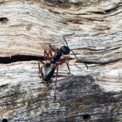 Dolichoderus doriae (Dolly ant) at Paddys River, ACT - 11 Nov 2019 by RodDeb