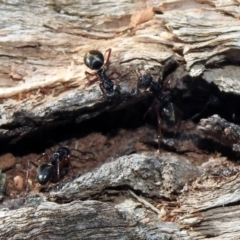 Dolichoderus doriae at Paddys River, ACT - 11 Nov 2019