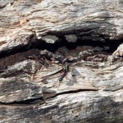 Dolichoderus doriae at Paddys River, ACT - 11 Nov 2019