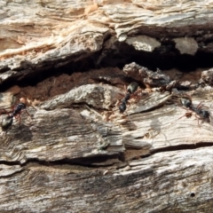 Dolichoderus doriae at Paddys River, ACT - 11 Nov 2019