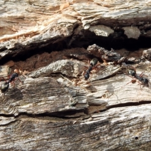 Dolichoderus doriae at Paddys River, ACT - 11 Nov 2019