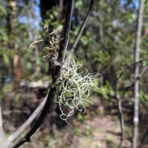 Usnea sp. (genus) at Paddys River, ACT - 11 Nov 2019 03:11 PM