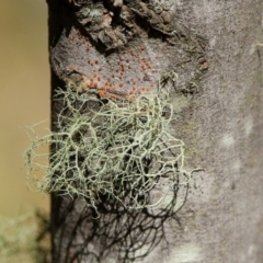 Usnea sp. (genus) at Paddys River, ACT - 11 Nov 2019