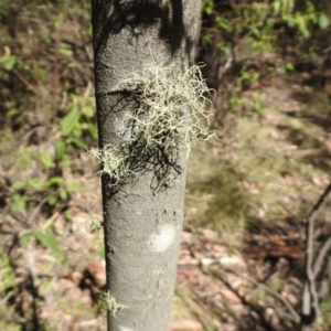 Usnea sp. (genus) at Paddys River, ACT - 11 Nov 2019