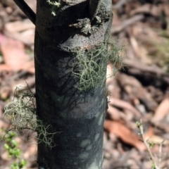 Usnea sp. (genus) at Paddys River, ACT - 11 Nov 2019