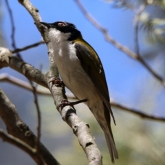 Melithreptus lunatus (White-naped Honeyeater) at Paddys River, ACT - 11 Nov 2019 by RodDeb