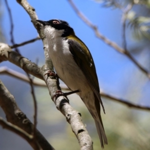 Melithreptus lunatus at Paddys River, ACT - 11 Nov 2019 01:25 PM