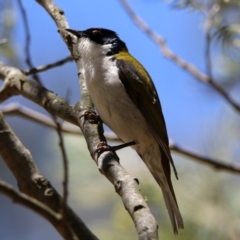 Melithreptus lunatus at Paddys River, ACT - 11 Nov 2019