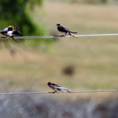 Petrochelidon ariel (Fairy Martin) at Tharwa, ACT - 10 Nov 2019 by RodDeb