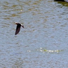 Petrochelidon ariel at Tharwa, ACT - 11 Nov 2019 10:54 AM