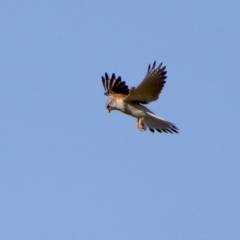 Falco cenchroides (Nankeen Kestrel) at Paddys River, ACT - 11 Nov 2019 by RodDeb