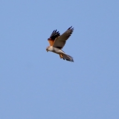 Falco cenchroides at Paddys River, ACT - 11 Nov 2019