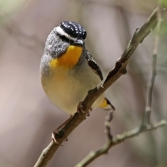 Pardalotus punctatus (Spotted Pardalote) at Paddys River, ACT - 11 Nov 2019 by RodDeb