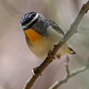 Pardalotus punctatus at Paddys River, ACT - 11 Nov 2019