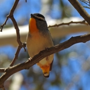 Pardalotus punctatus at Paddys River, ACT - 11 Nov 2019