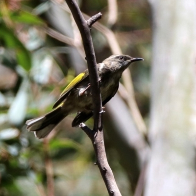 Phylidonyris pyrrhopterus (Crescent Honeyeater) at Paddys River, ACT - 11 Nov 2019 by RodDeb