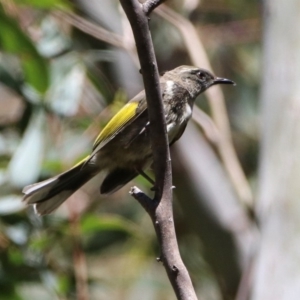 Phylidonyris pyrrhopterus at Paddys River, ACT - 11 Nov 2019