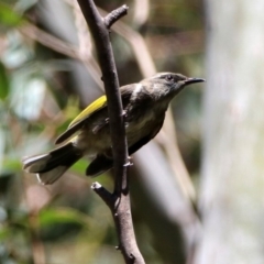 Phylidonyris pyrrhopterus at Paddys River, ACT - 11 Nov 2019 12:49 PM