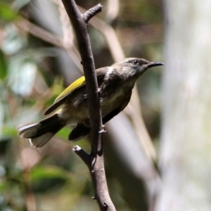 Phylidonyris pyrrhopterus at Paddys River, ACT - 11 Nov 2019