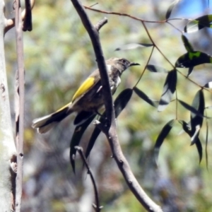 Phylidonyris pyrrhopterus at Paddys River, ACT - 11 Nov 2019