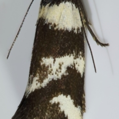 Isomoralla eriscota (A concealer moth) at Kambah, ACT - 12 Nov 2019 by Marthijn