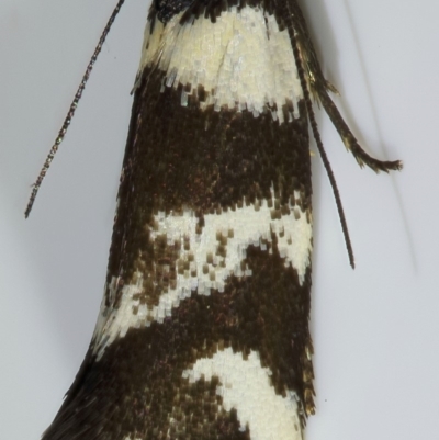 Isomoralla eriscota (A concealer moth) at Kambah, ACT - 12 Nov 2019 by Marthijn