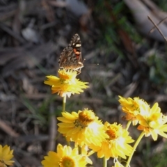 Vanessa kershawi (Australian Painted Lady) at Hughes, ACT - 11 Nov 2019 by JackyF