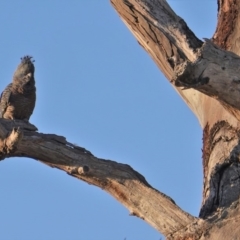 Callocephalon fimbriatum (Gang-gang Cockatoo) at Hughes Grassy Woodland - 12 Nov 2019 by JackyF