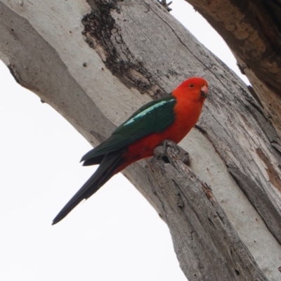 Alisterus scapularis (Australian King-Parrot) at Hughes Grassy Woodland - 12 Nov 2019 by JackyF