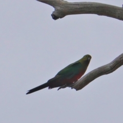 Alisterus scapularis at Hughes, ACT - 12 Nov 2019 11:02 AM