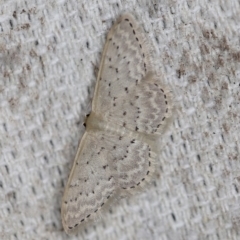 Idaea philocosma (Flecked Wave) at O'Connor, ACT - 29 Oct 2019 by ibaird