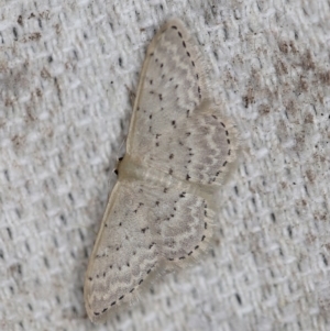 Idaea philocosma at O'Connor, ACT - 29 Oct 2019