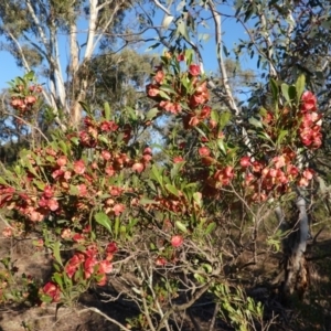 Dodonaea viscosa at Hughes, ACT - 11 Nov 2019