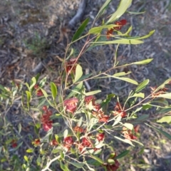 Dodonaea viscosa at Hughes, ACT - 11 Nov 2019