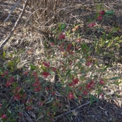 Dodonaea viscosa at Hughes, ACT - 11 Nov 2019