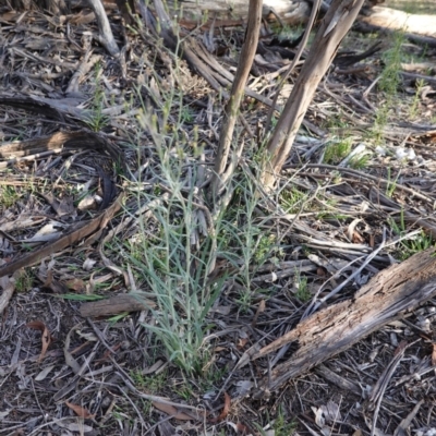Senecio quadridentatus (Cotton Fireweed) at Hughes Grassy Woodland - 11 Nov 2019 by JackyF